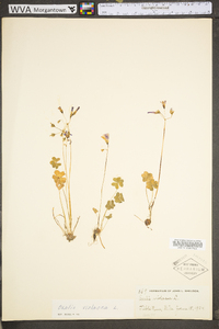 Oxalis violacea image