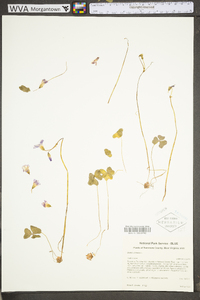 Oxalis violacea image