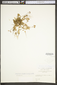 Erodium cicutarium subsp. cicutarium image