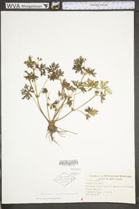 Geranium carolinianum var. carolinianum image