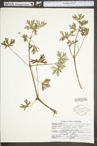 Geranium carolinianum var. carolinianum image