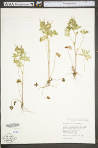 Geranium carolinianum var. carolinianum image