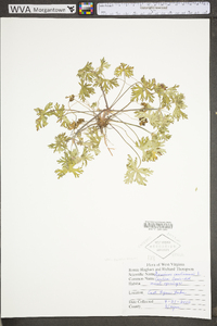 Image Associated With the Occurence