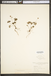 Geranium columbinum image