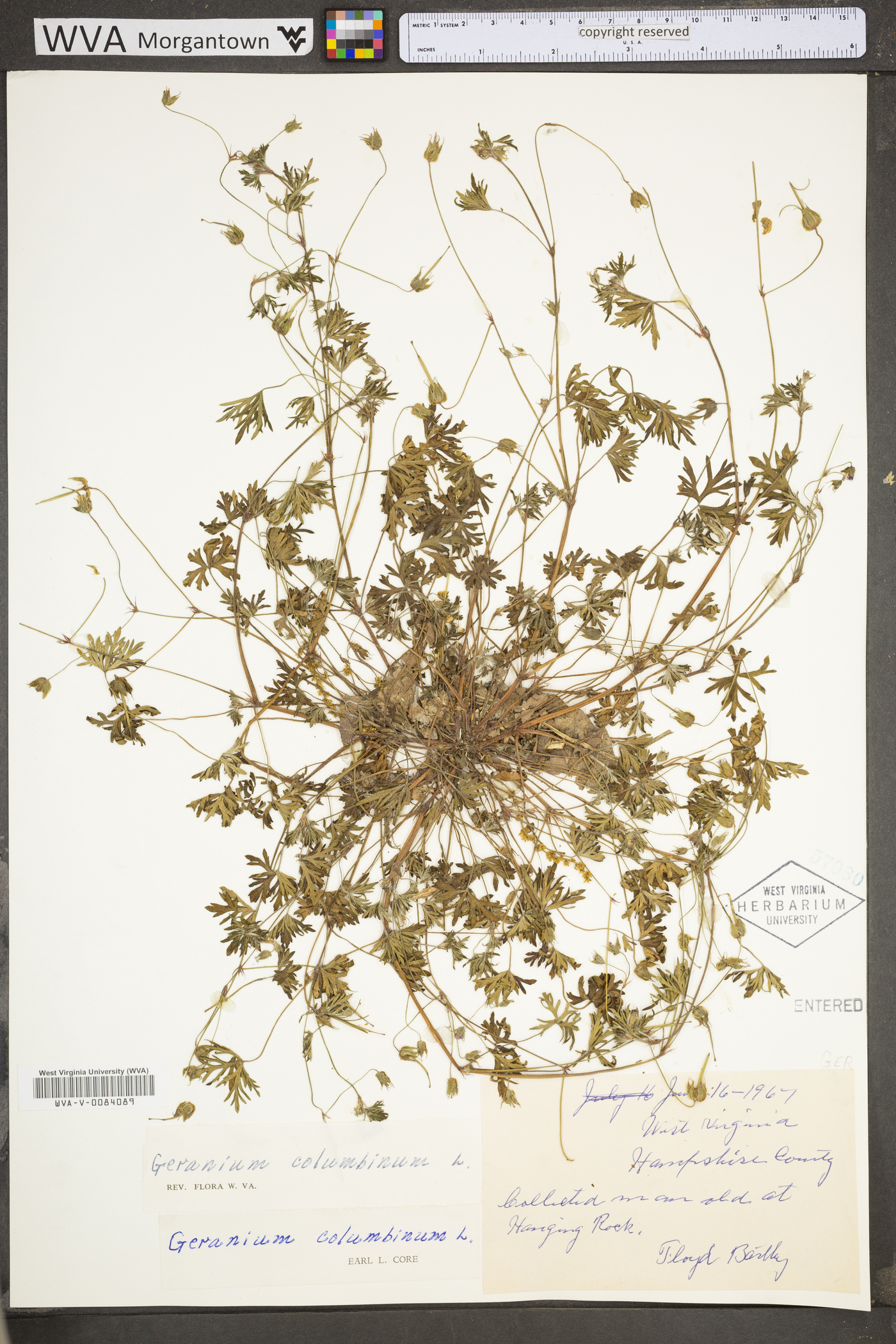 Geranium columbinum image