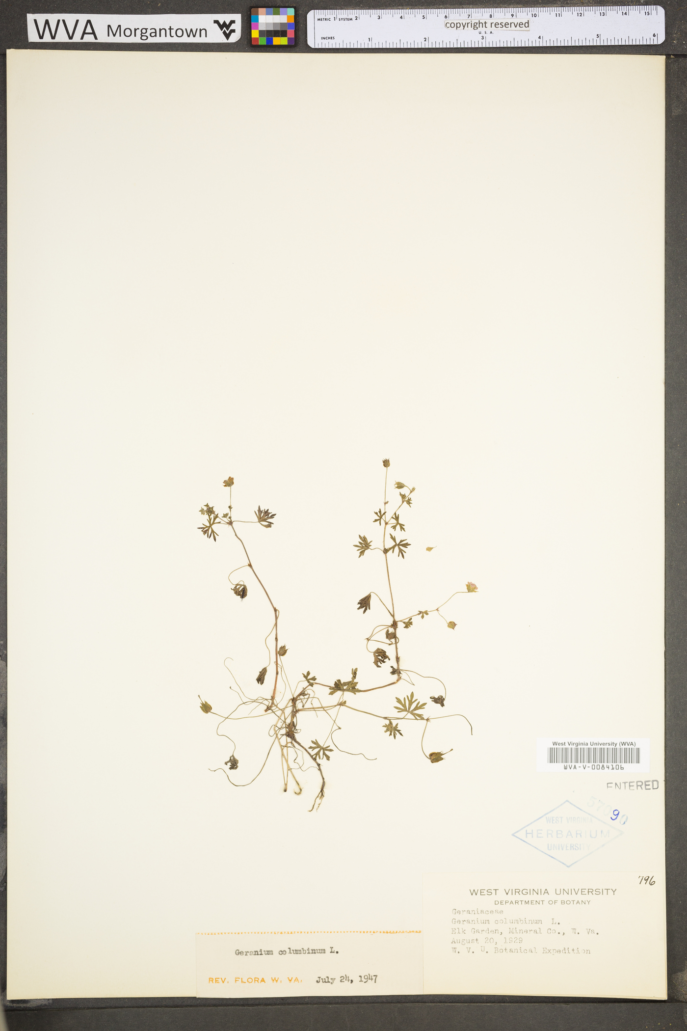 Geranium columbinum image