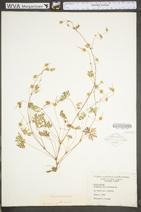 Geranium columbinum image