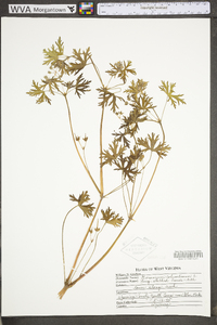 Geranium columbinum image