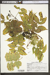 Phellodendron japonicum image