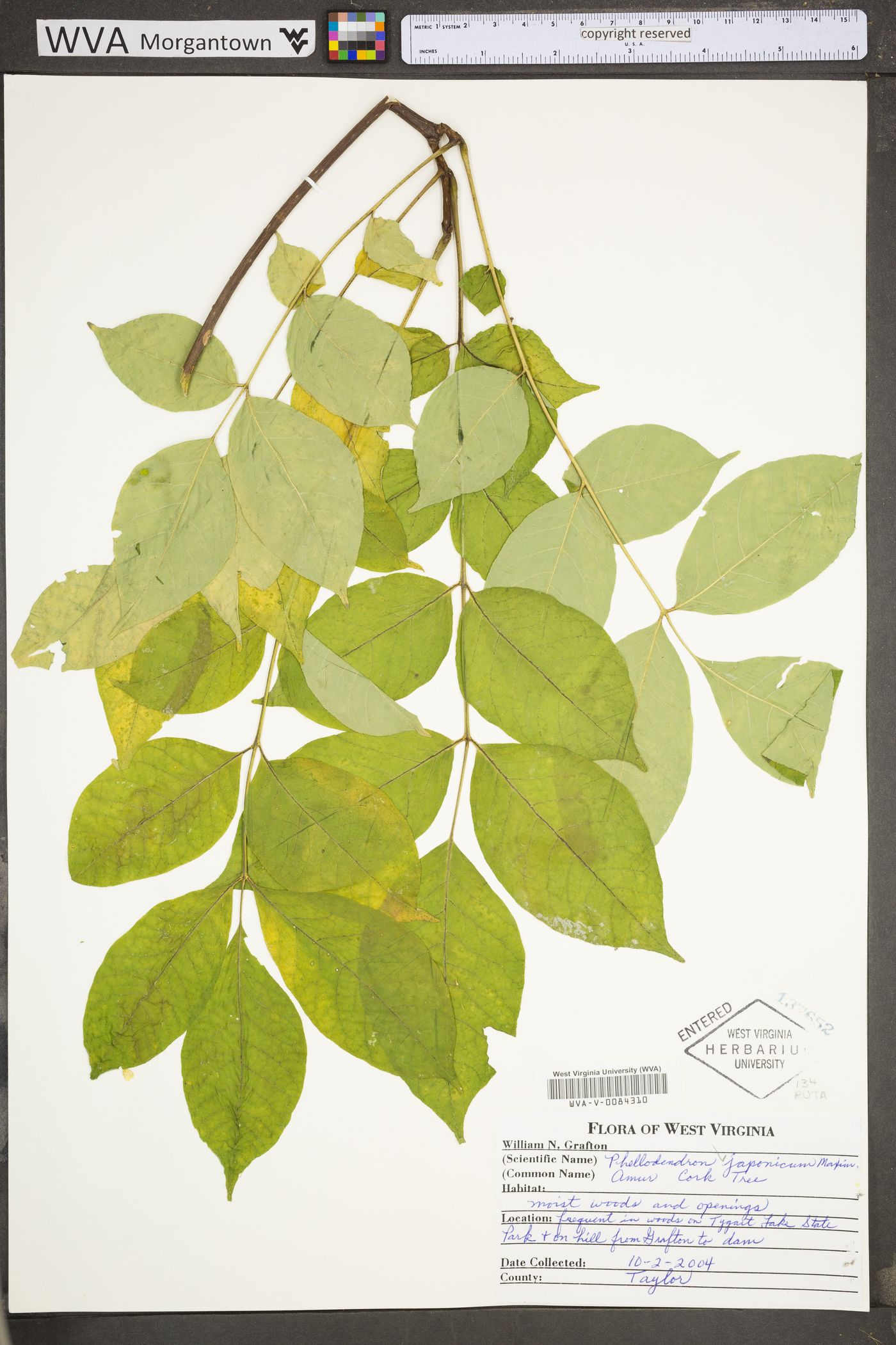 Phellodendron japonicum image