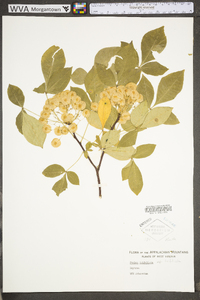 Ptelea trifoliata subsp. trifoliata image