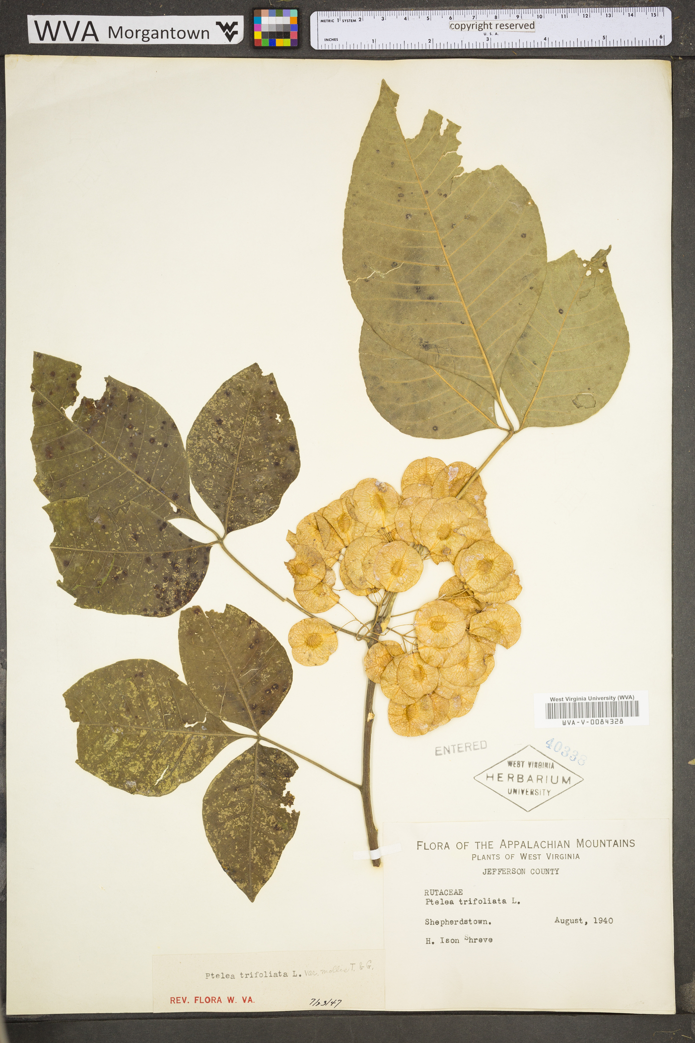 Ptelea trifoliata subsp. trifoliata image