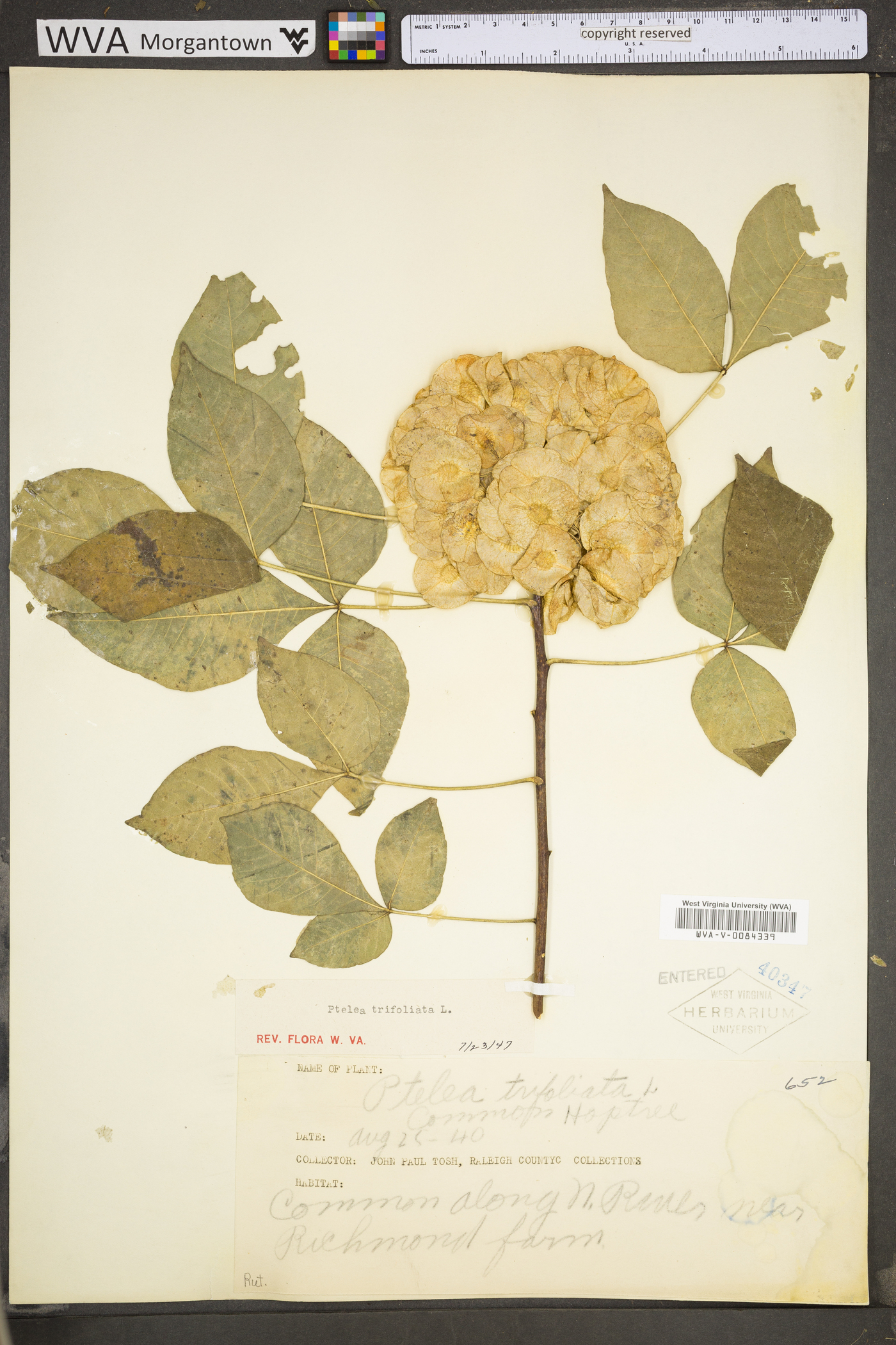 Ptelea trifoliata subsp. trifoliata image