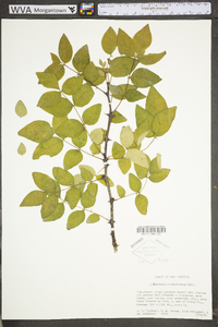 Zanthoxylum americanum image