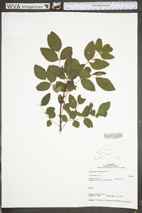 Zanthoxylum americanum image