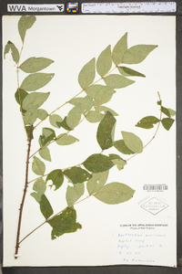 Zanthoxylum americanum image