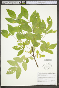 Zanthoxylum americanum image