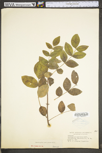 Zanthoxylum americanum image