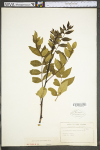 Zanthoxylum americanum image