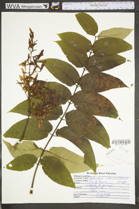 Ailanthus altissima image