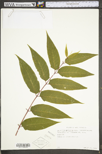 Ailanthus altissima image