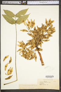 Ailanthus altissima image