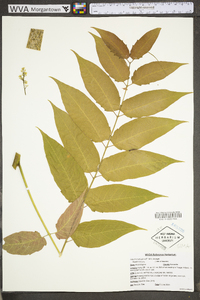 Ailanthus altissima image