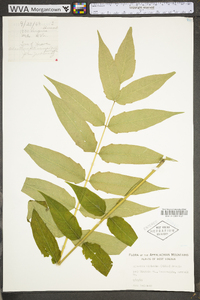 Ailanthus altissima image