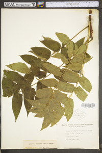 Ailanthus altissima image