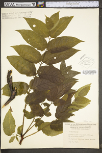 Ailanthus altissima image