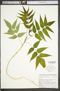 Ailanthus altissima image