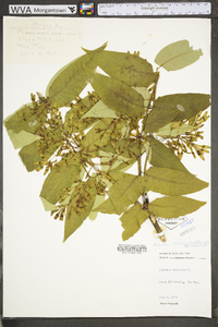 Ailanthus altissima image