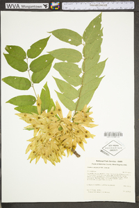 Ailanthus altissima image