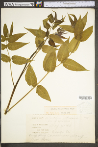 Ailanthus altissima image