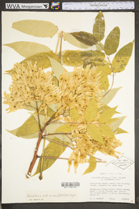 Ailanthus altissima image