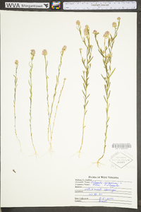 Polygala sanguinea image