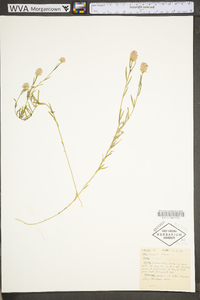 Polygala sanguinea image