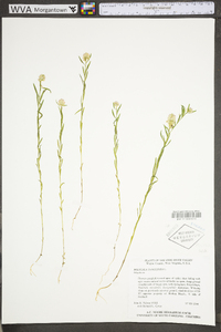 Polygala sanguinea image