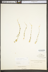 Polygala sanguinea image