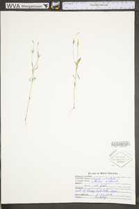 Polygala verticillata image