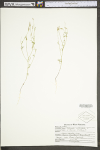 Polygala verticillata image