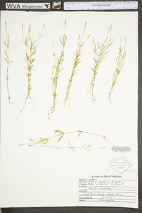 Polygala verticillata image