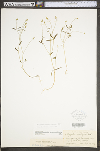 Polygala verticillata image