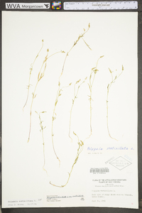 Polygala verticillata image