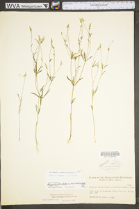 Polygala verticillata image