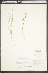 Polygala verticillata image