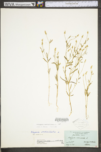 Polygala verticillata image