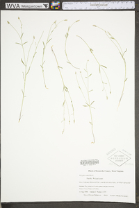 Polygala verticillata image