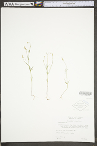 Polygala verticillata image