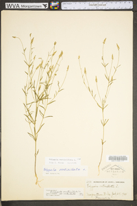 Polygala verticillata image